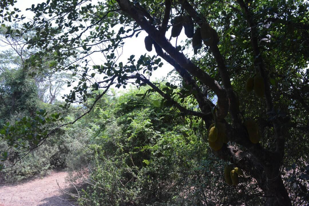 Mango Holiday Resort Kolhapur Luaran gambar