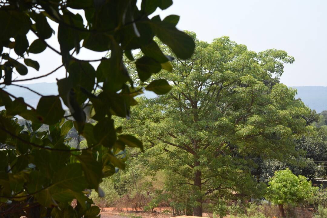 Mango Holiday Resort Kolhapur Luaran gambar