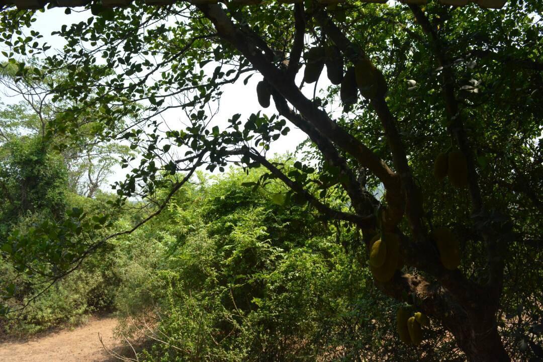 Mango Holiday Resort Kolhapur Luaran gambar