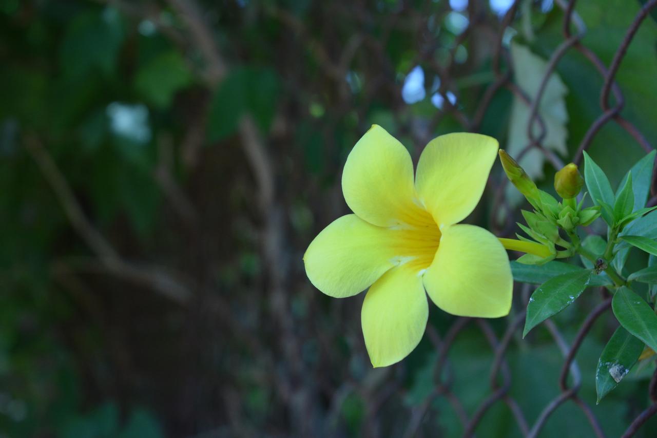 Mango Holiday Resort Kolhapur Luaran gambar